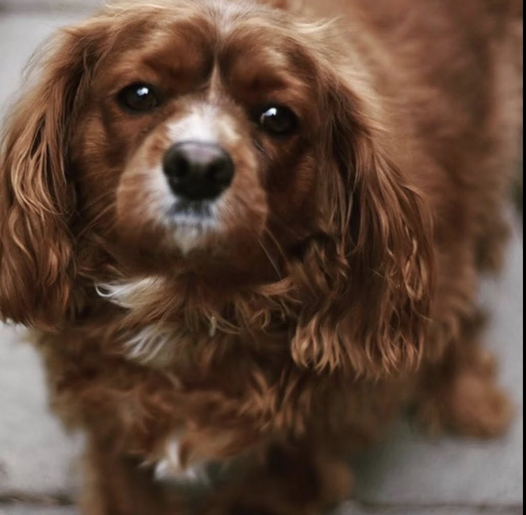 Max the dog